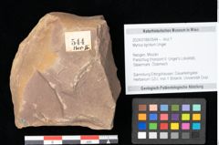 Foto (Objekt + Etikett) von Myrica lignitum Unger (NHMW-GEO-2024-0188-0544)